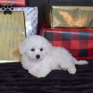 Scooter, Bichon Frise Puppy