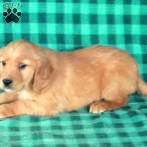 Scooter, Golden Retriever Puppy