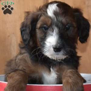 Scooter, Mini Bernedoodle Puppy