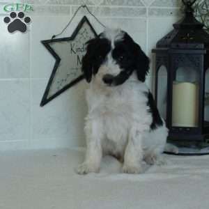 Scooter, Mini Goldendoodle Puppy