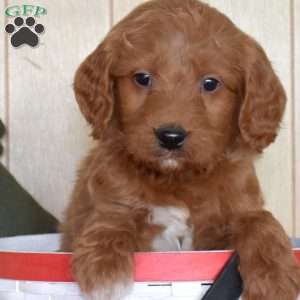 Scooter, Mini Goldendoodle Puppy