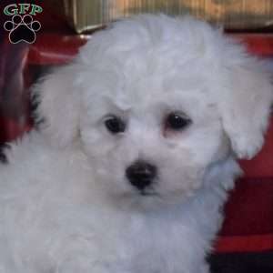 Scooter, Bichon Frise Puppy