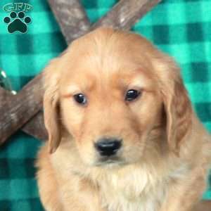 Scooter, Golden Retriever Puppy