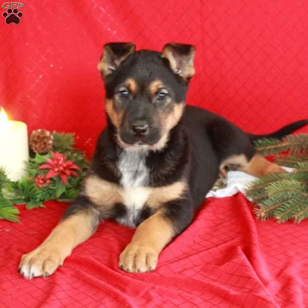 Scott, German Shepherd Mix Puppy