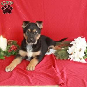 Scott, German Shepherd Mix Puppy