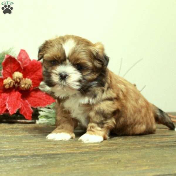 Scotty, Shih Tzu Puppy