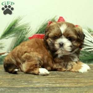 Scotty, Shih Tzu Puppy