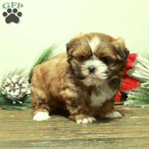 Scotty, Shih Tzu Puppy