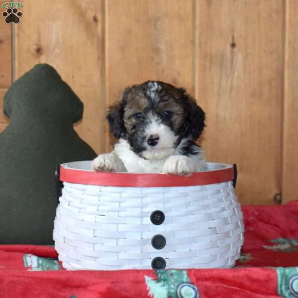 Scout, Mini Bernedoodle Puppy