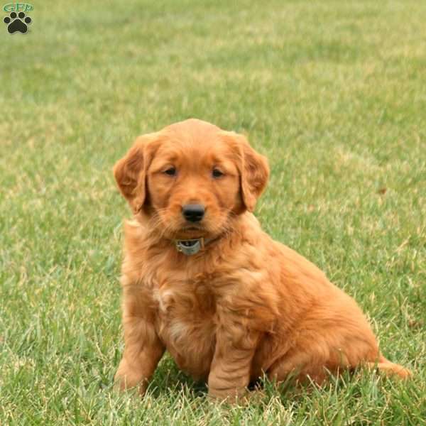 Scout, Golden Retriever Puppy