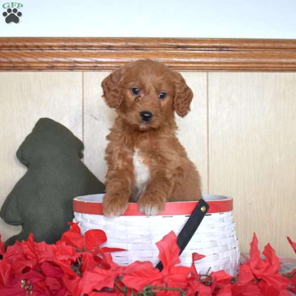 Scout, Mini Goldendoodle Puppy