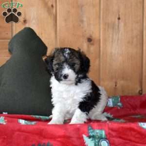 Scout, Mini Bernedoodle Puppy