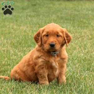 Scout, Golden Retriever Puppy