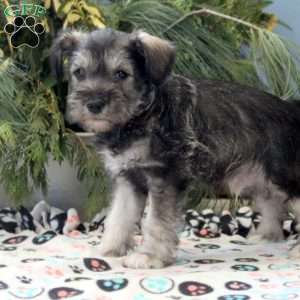Scout, Miniature Schnauzer Puppy