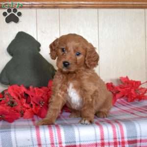 Scout, Mini Goldendoodle Puppy