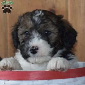 Scout, Mini Bernedoodle Puppy