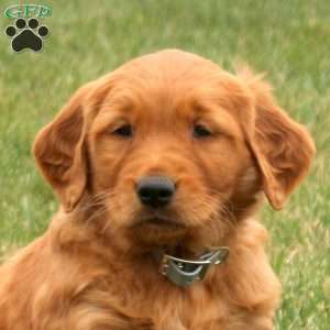 Scout, Golden Retriever Puppy