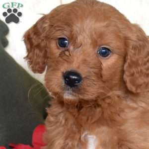 Scout, Mini Goldendoodle Puppy
