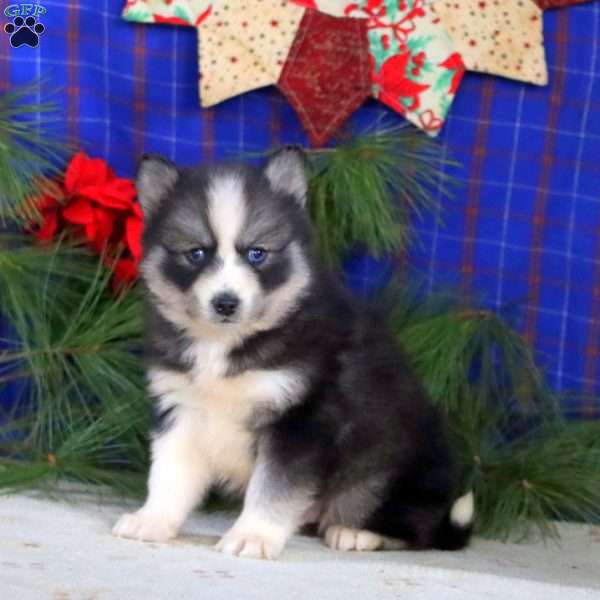 Scout, Pomsky Puppy