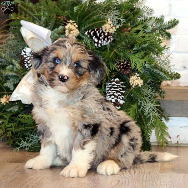 Scout, Bernedoodle Puppy