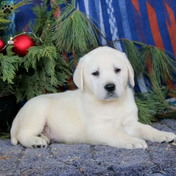 Scout, Yellow Labrador Retriever Puppy