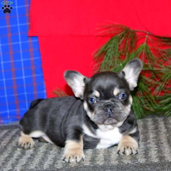 Scout, French Bulldog Puppy