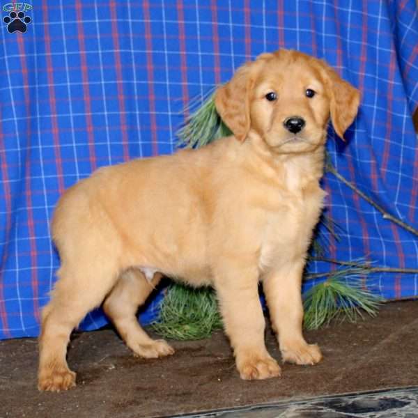 Scout, Golden Retriever Puppy