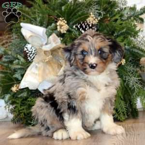 Scout, Bernedoodle Puppy