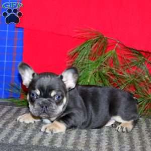 Scout, French Bulldog Puppy