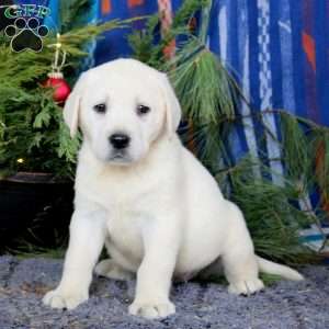 Scout, Yellow Labrador Retriever Puppy