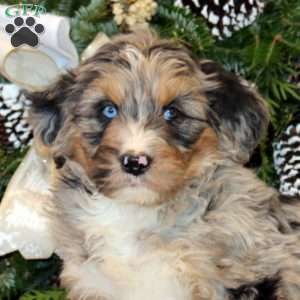Scout, Bernedoodle Puppy