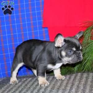 Scout, French Bulldog Puppy