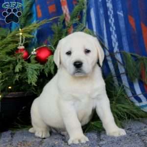 Scout, Yellow Labrador Retriever Puppy