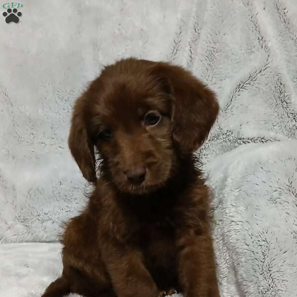 Abby, Labradoodle Puppy