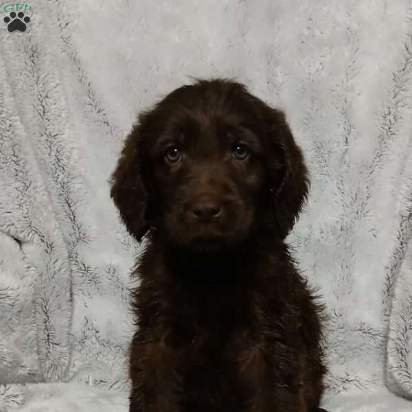 Bruno, Labradoodle Puppy