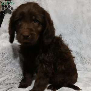 Bruno, Labradoodle Puppy