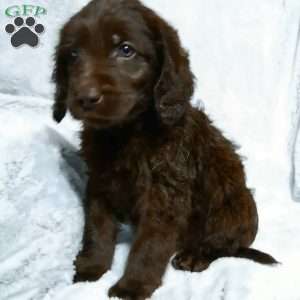 Bruno, Labradoodle Puppy