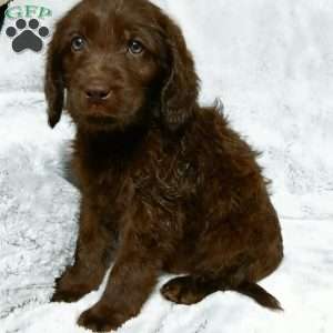 Bruno, Labradoodle Puppy