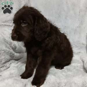 Damon, Labradoodle Puppy