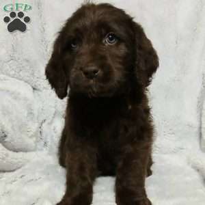 Damon, Labradoodle Puppy
