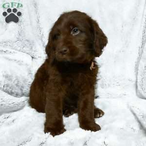 Damon, Labradoodle Puppy