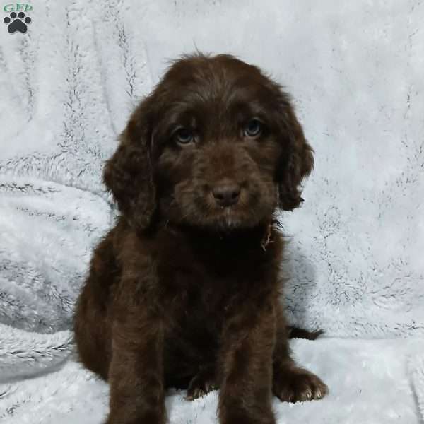 Damon, Labradoodle Puppy