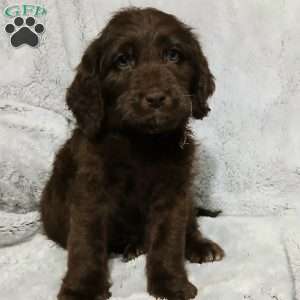Damon, Labradoodle Puppy