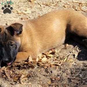 Maggie, Belgian Malinois Puppy