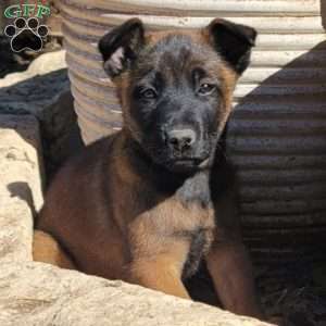 Maggie, Belgian Malinois Puppy