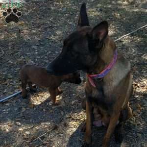 Maggie, Belgian Malinois Puppy