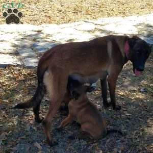 Molly, Belgian Malinois Puppy
