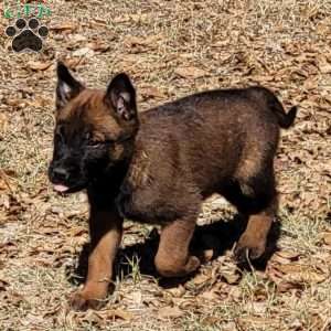 Molly, Belgian Malinois Puppy