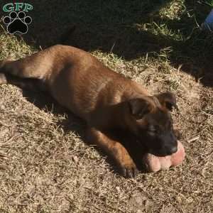 Maggie, Belgian Malinois Puppy