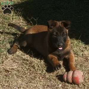 Maggie, Belgian Malinois Puppy